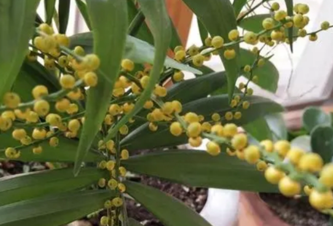 袖珍椰子種子種植