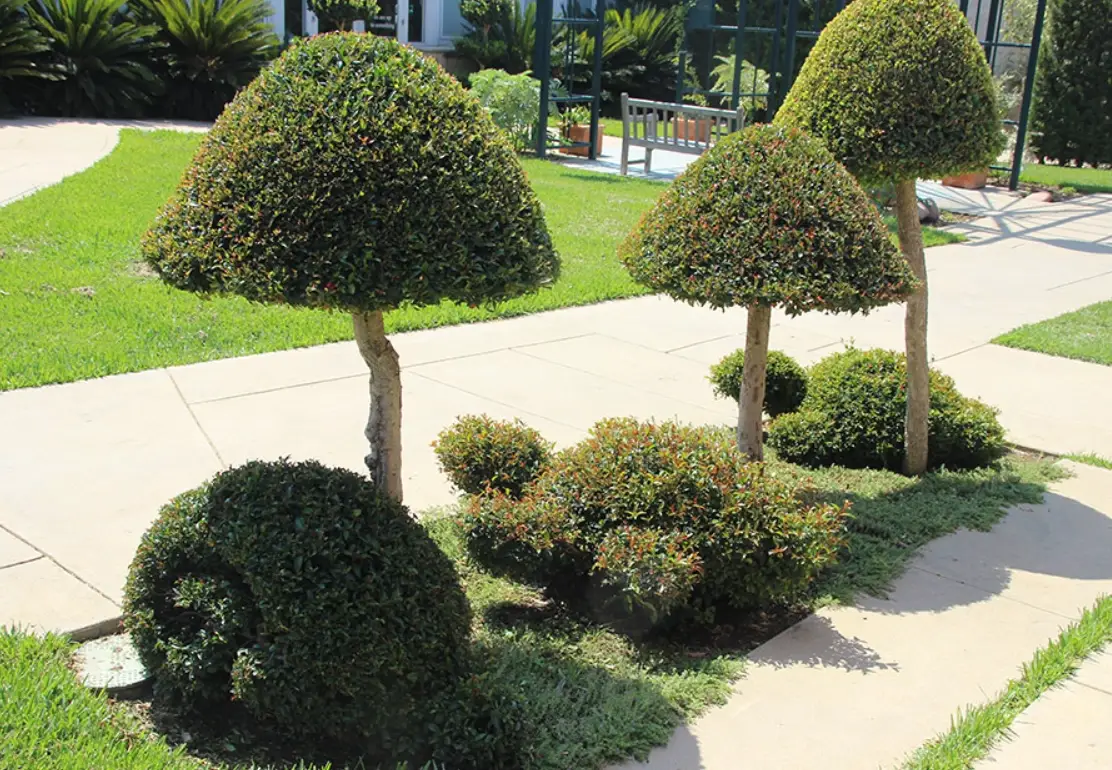 修剪樹木造型終極指南：從工具選擇到造型設計一次掌握