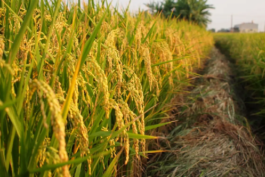 台灣稻米種植