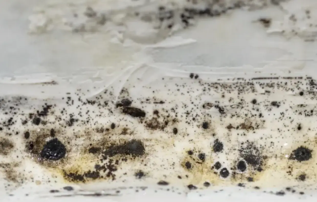 矽利康變黑怎麼辦？10年老師傅的根治清潔與預防全攻略