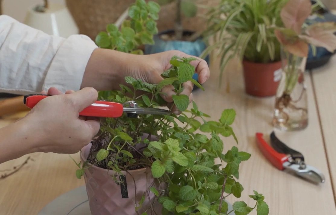 強剪植物有哪些