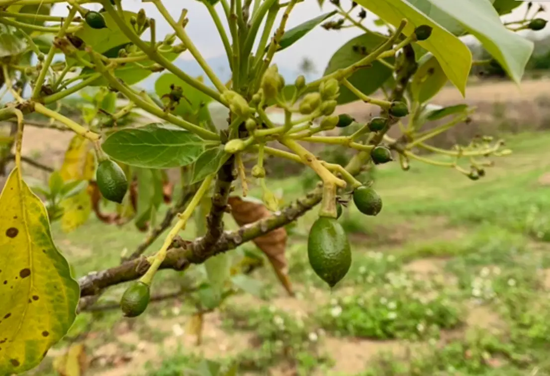 酪梨結果期 酪梨結果期