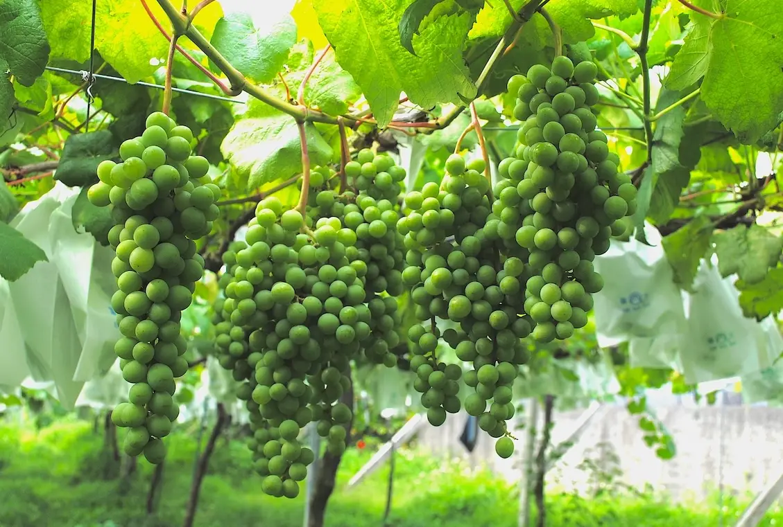 巨峰葡萄種植 巨峰葡萄種植