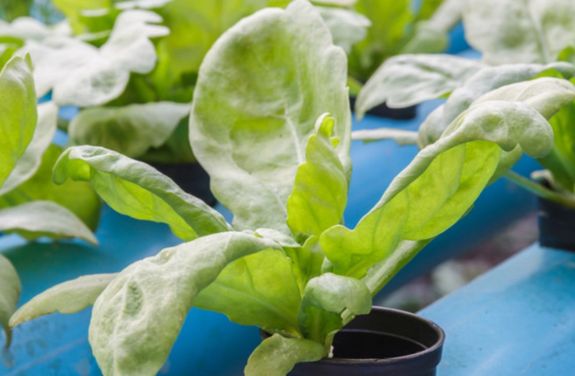 陽台種菜方法大全：新手必學的5大關鍵與常見錯誤解答