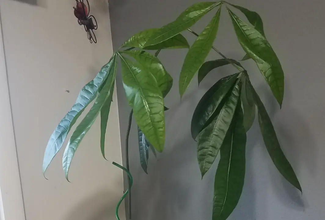 室內植物修剪 室內植物修剪