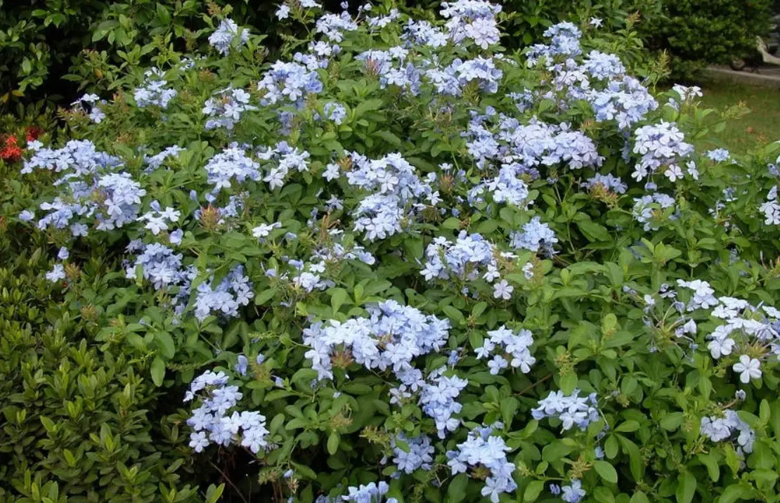 台灣氣候適合的庭園樹