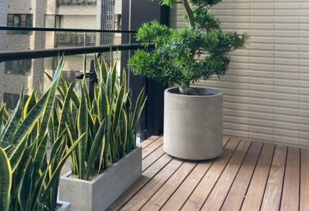 陽台耐曬植物推薦指南：精選10種好養耐熱品種與照顧秘訣