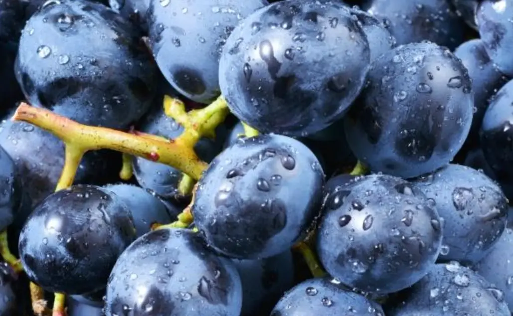 巨峰葡萄 巨峰葡萄