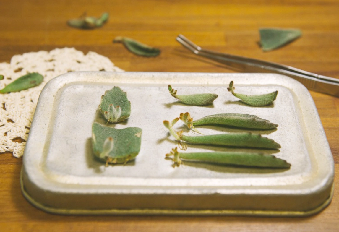 兔耳多肉葉孵全攻略：步驟圖解與新手避坑指南