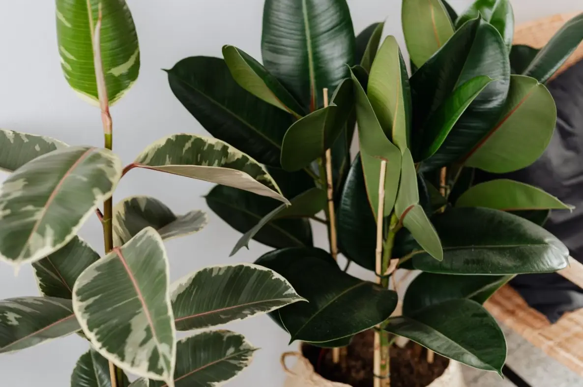 室內盆栽照顧 室內盆栽照顧