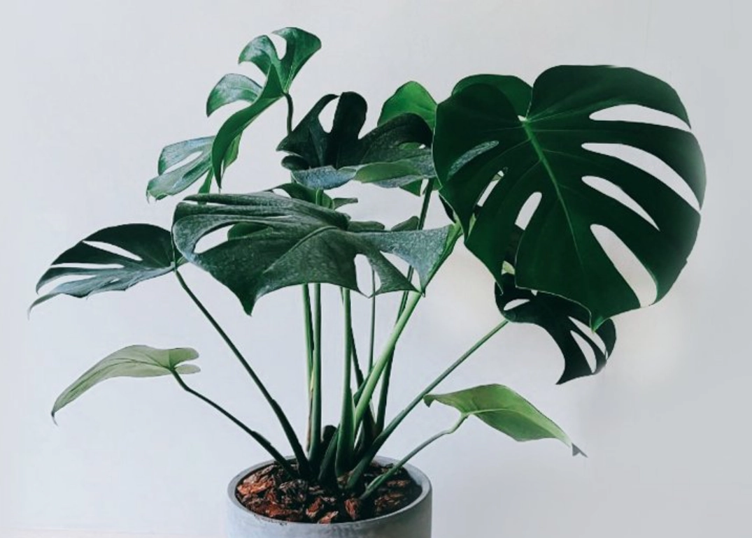 龜背芋照顧技巧