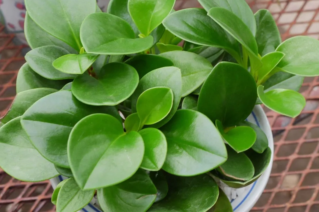 圓葉椒草花語全解析：寓意、照顧技巧與風水擺放指南