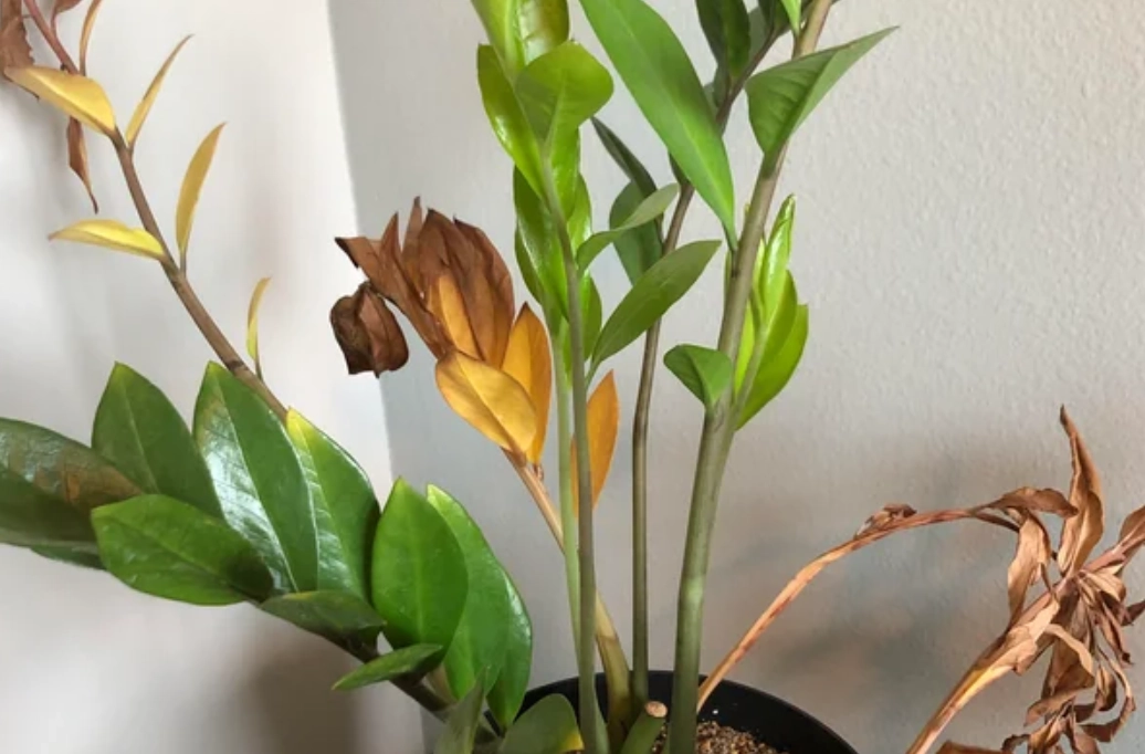 植物 葉子 發黃