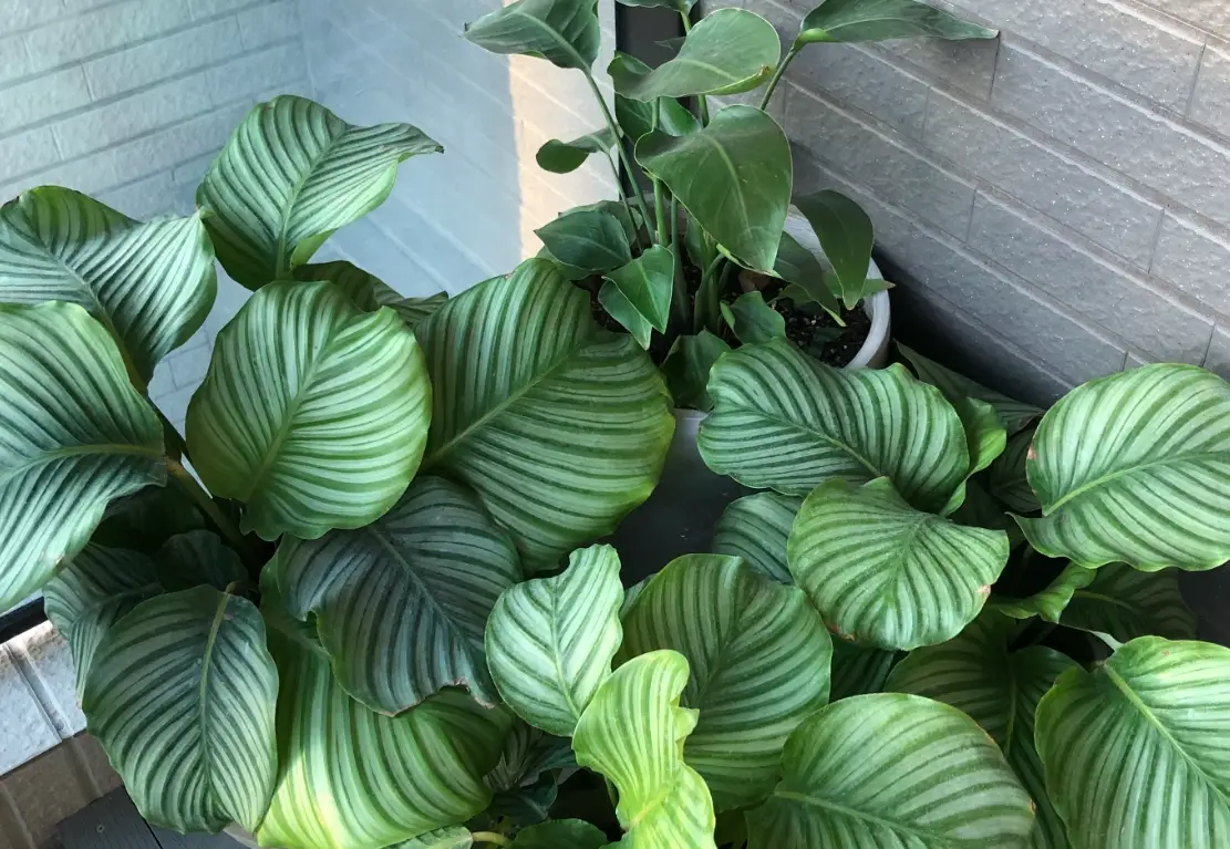 陽台植物照顧 陽台植物照顧