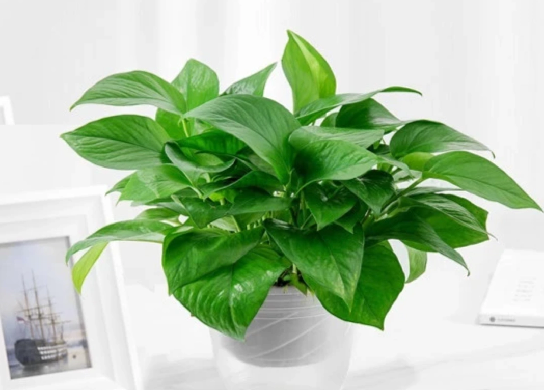 新手必看！10種好養的綠植推薦與照顧全攻略