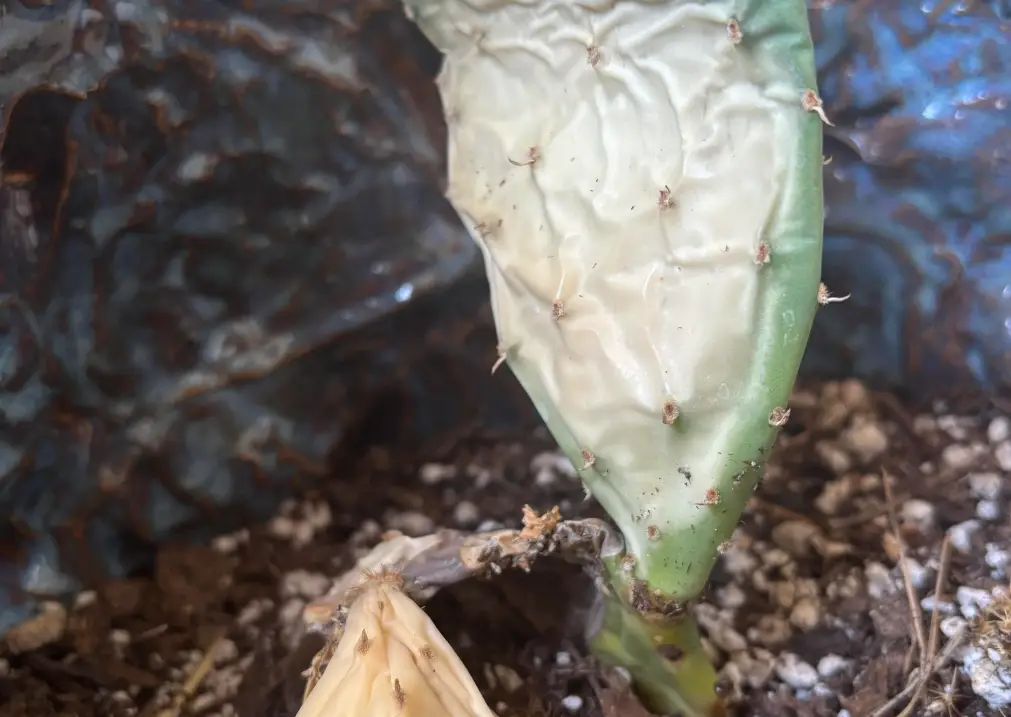 仙人掌 發白 原因 仙人掌 發白 原因