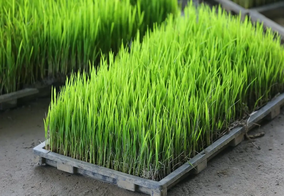 水稻育苗方法 水稻育苗方法