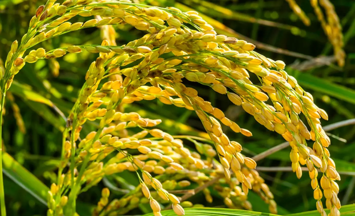 稻米 種子 果實