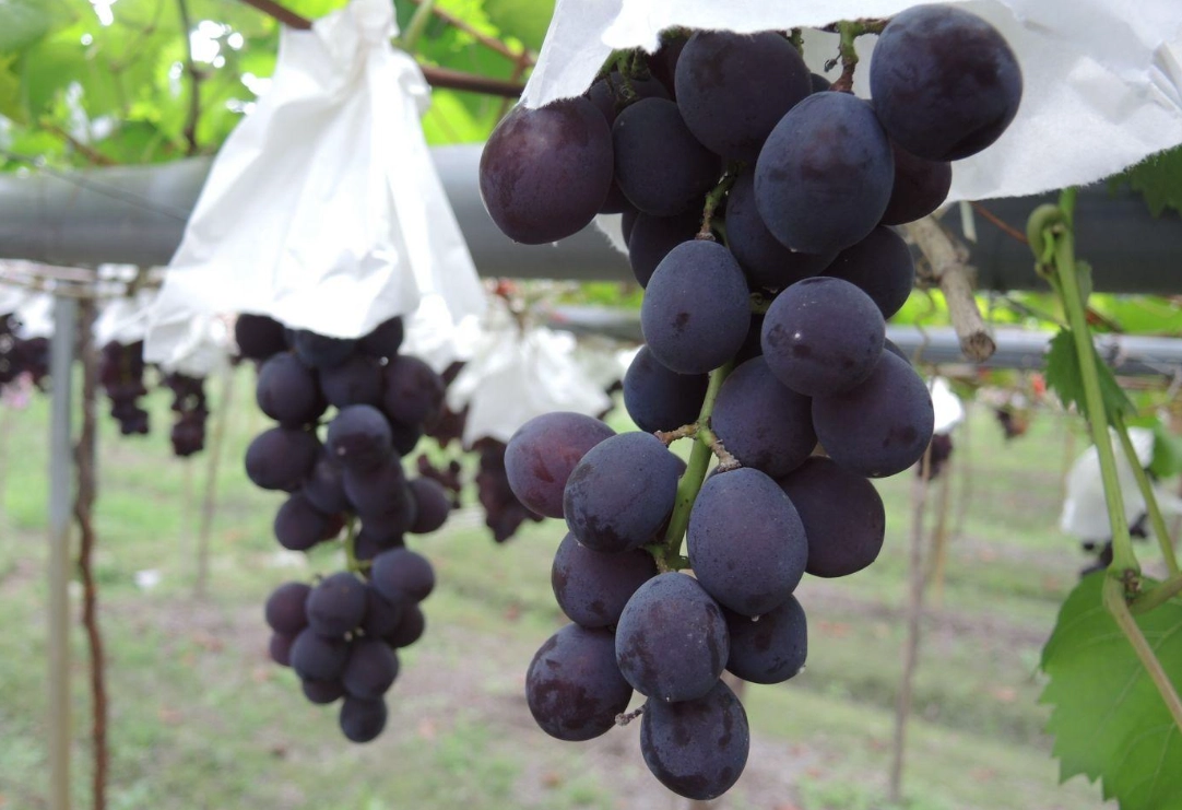 台灣 巨峰葡萄 種植方法