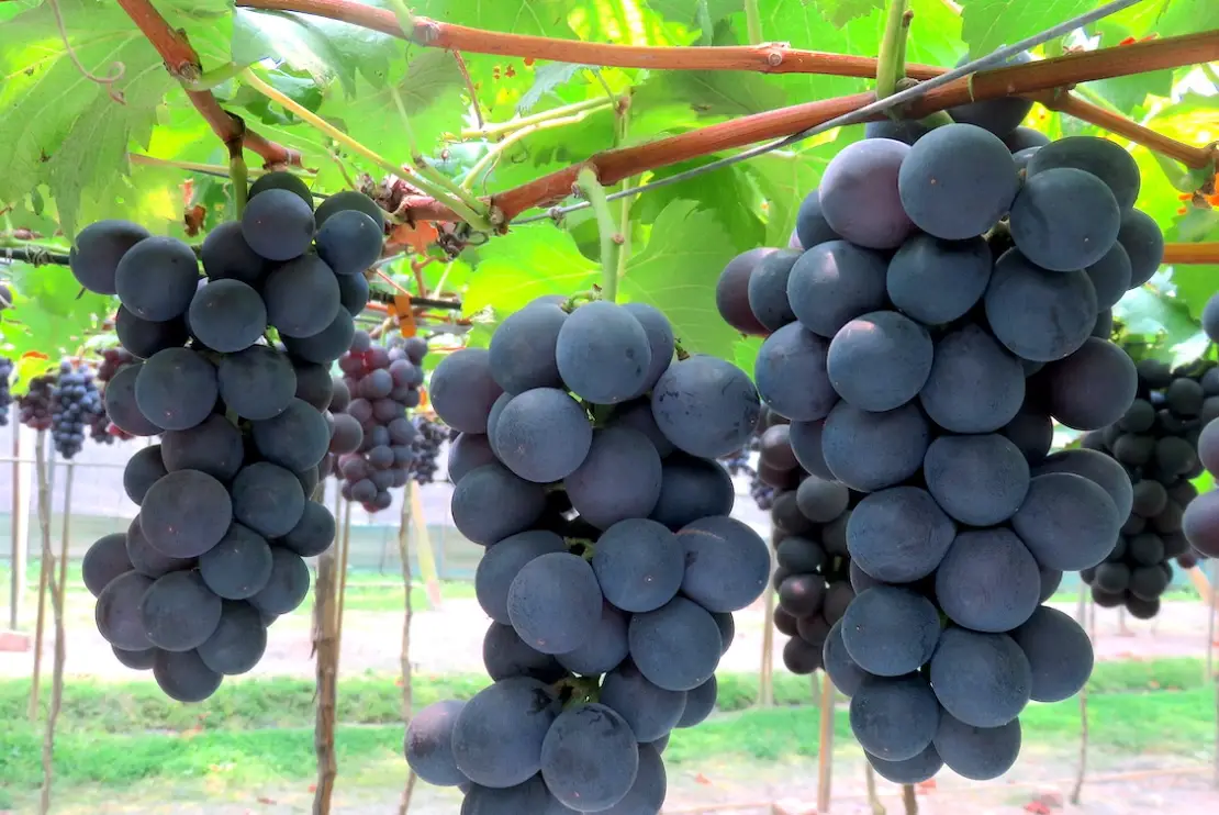 巨峰葡萄怎麼種？從選苗到收成的完整實用指南