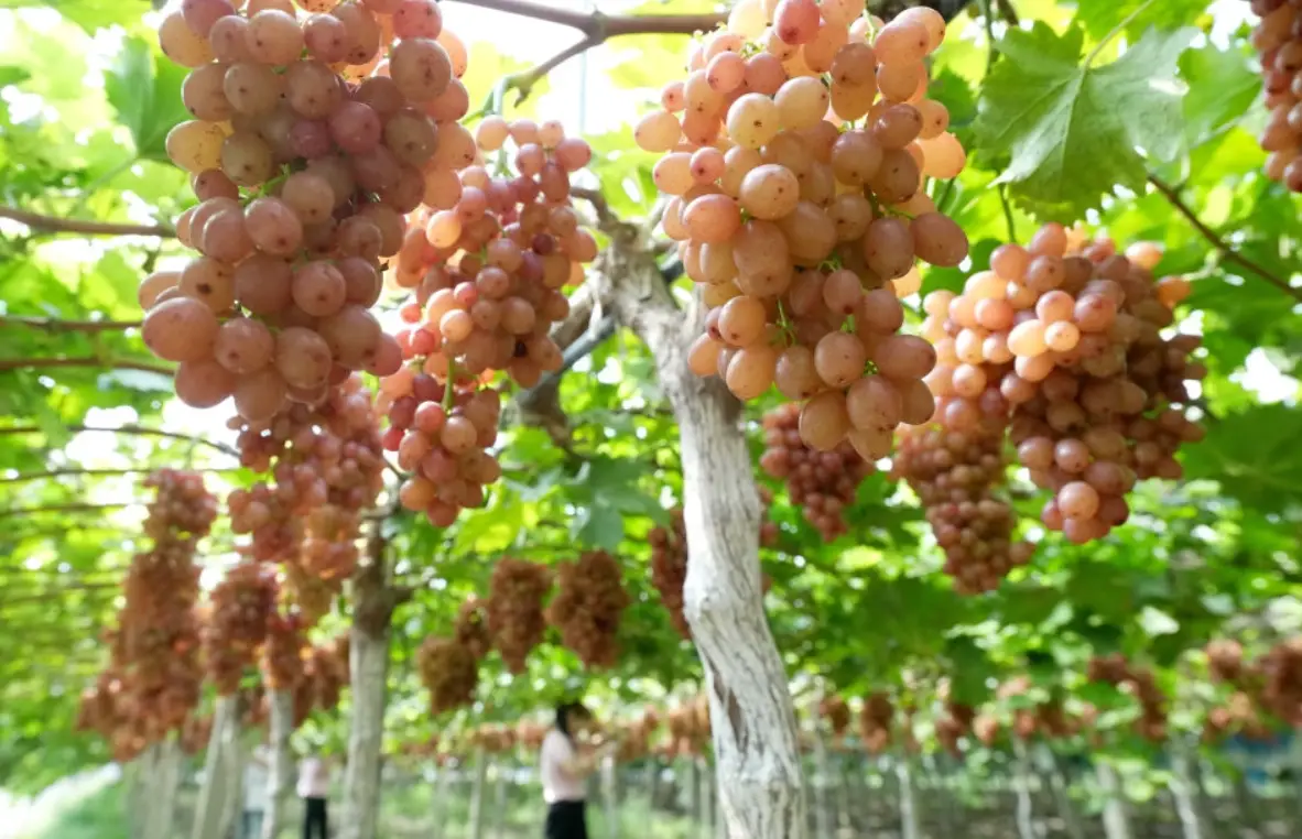 葡萄種植土壤條件