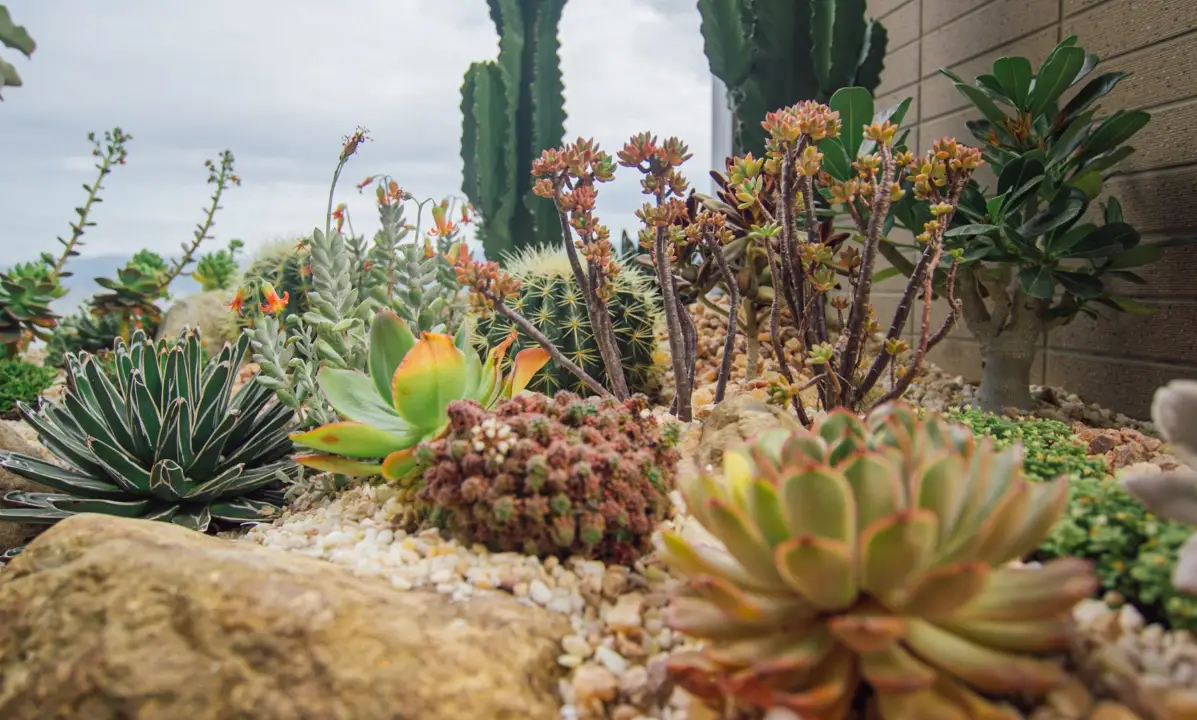 陽台植物照顧 陽台植物照顧