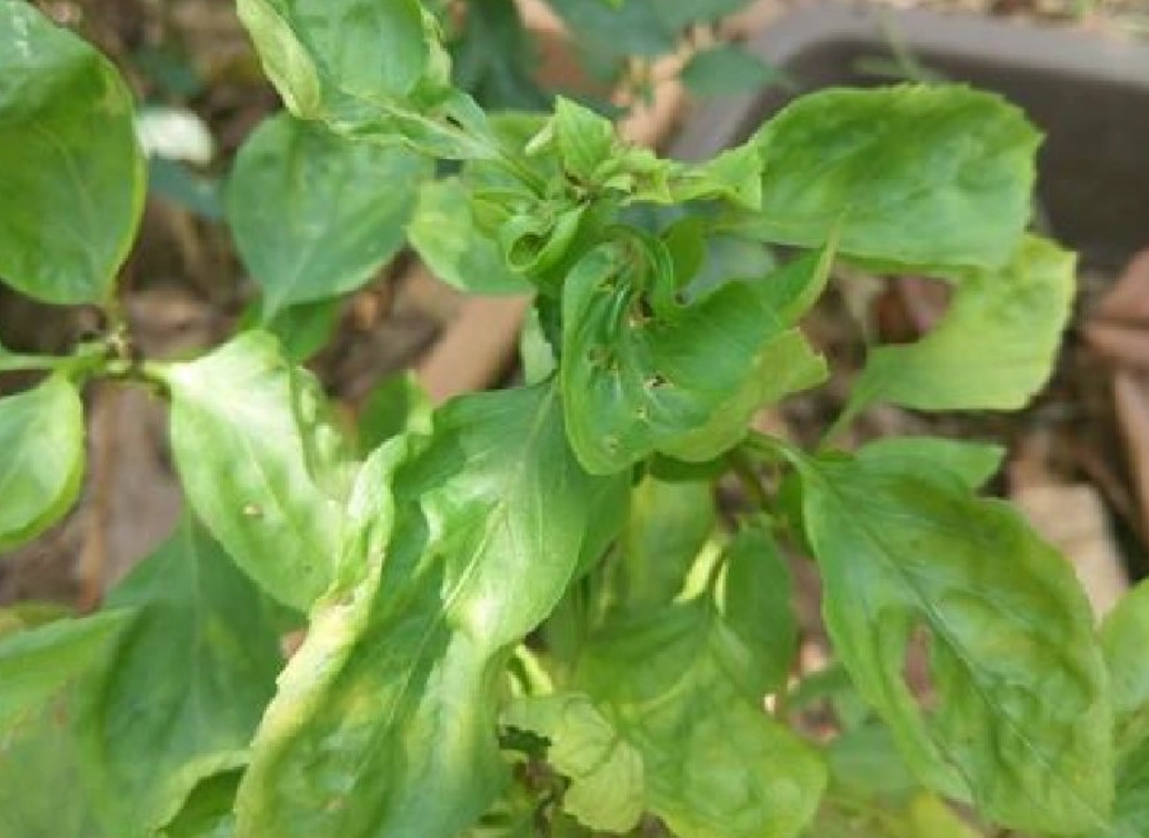 九層塔葉子皺皺的？專家解析五大原因與搶救指南