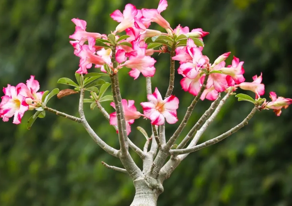 耐曬植物推薦 耐曬植物推薦