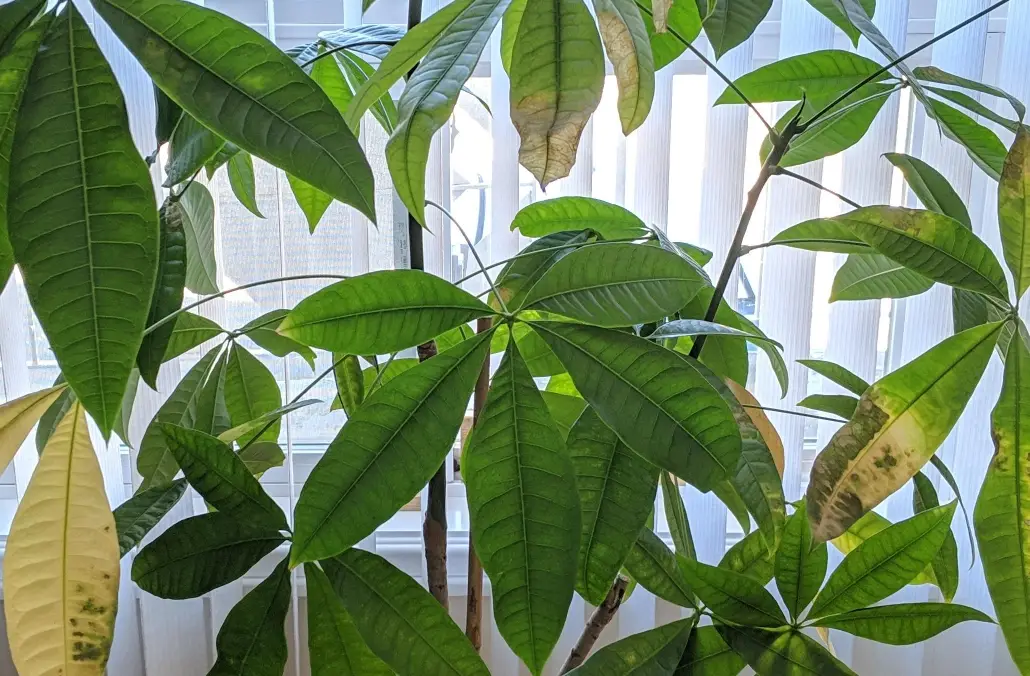 室內植物修剪 室內植物修剪