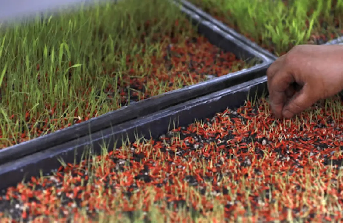 育苗床製作 育苗床製作