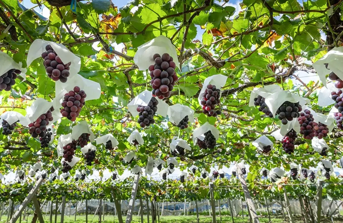 葡萄修剪技術 葡萄修剪技術