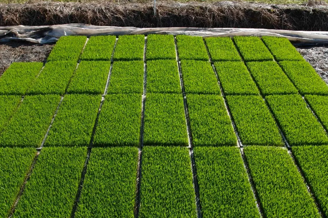 水稻育苗方法 水稻育苗方法