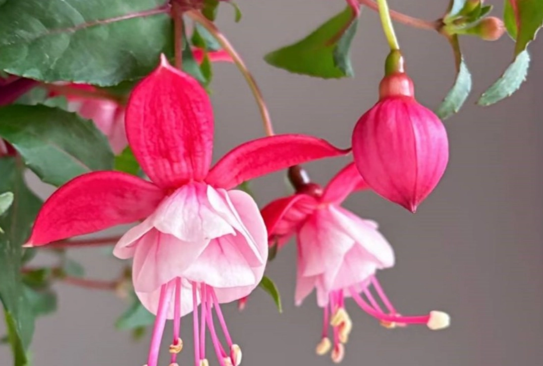 吊鐘花種子發芽