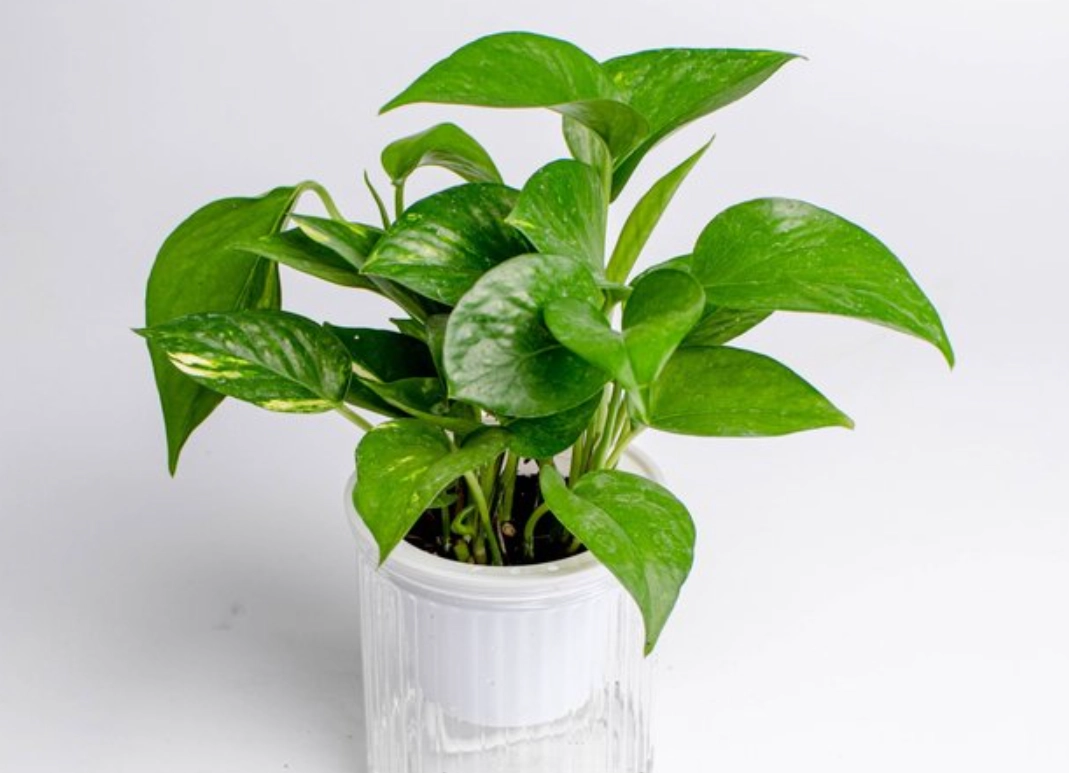 草花養護終極指南：從新手到高手的實戰心法