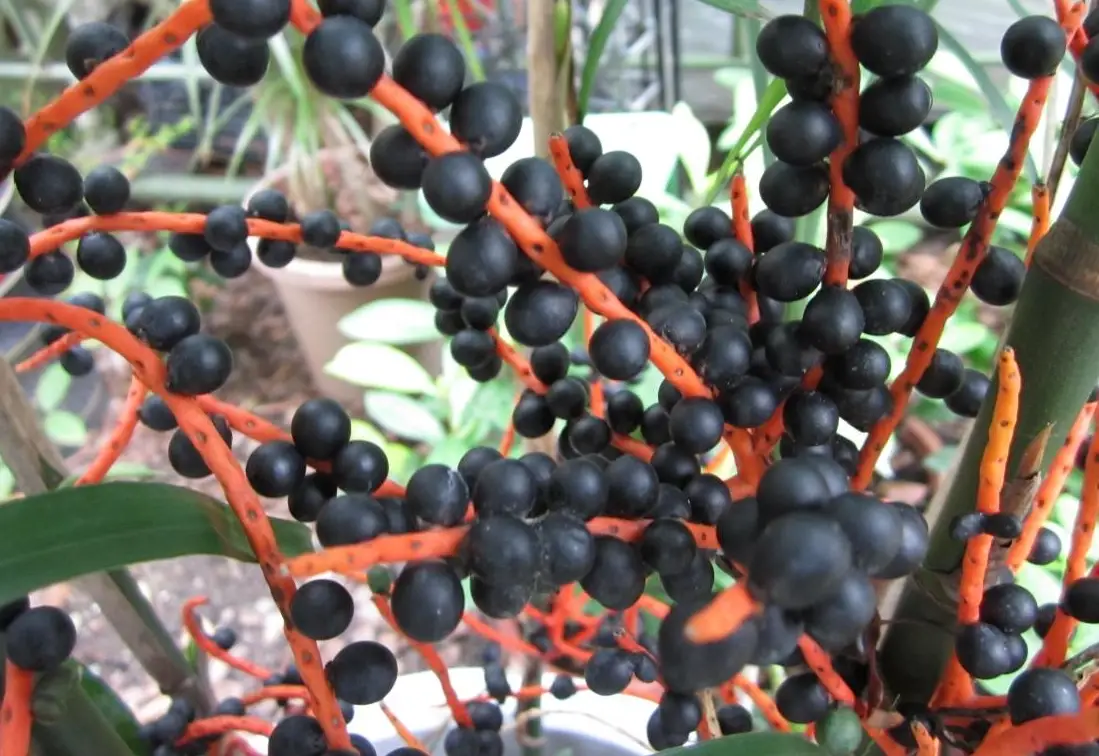 袖珍椰子種子全攻略：從選種到爆盆的專家指南