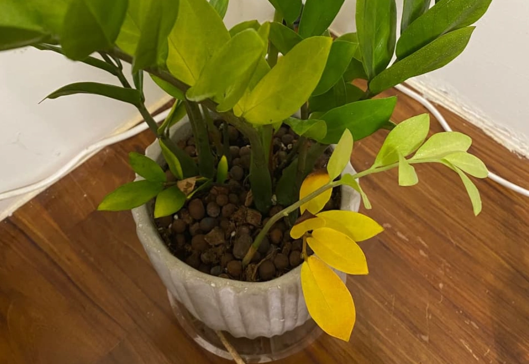 金錢樹 葉子 變黃