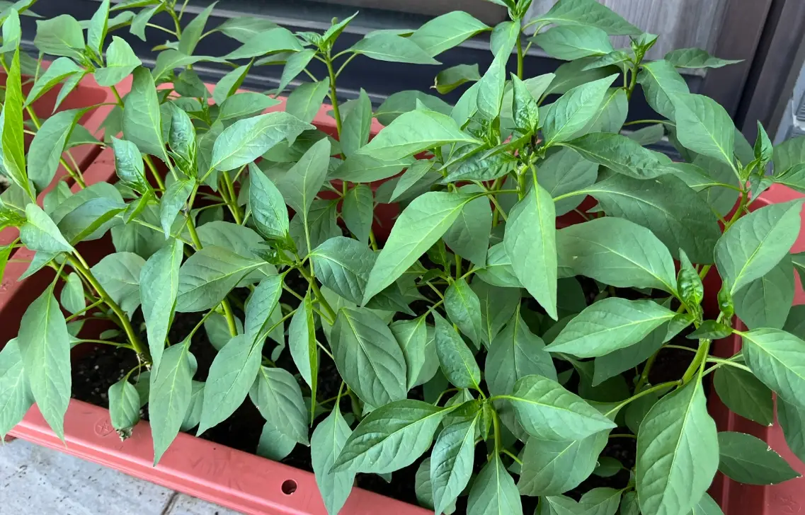 陽台種菜 陽台種菜