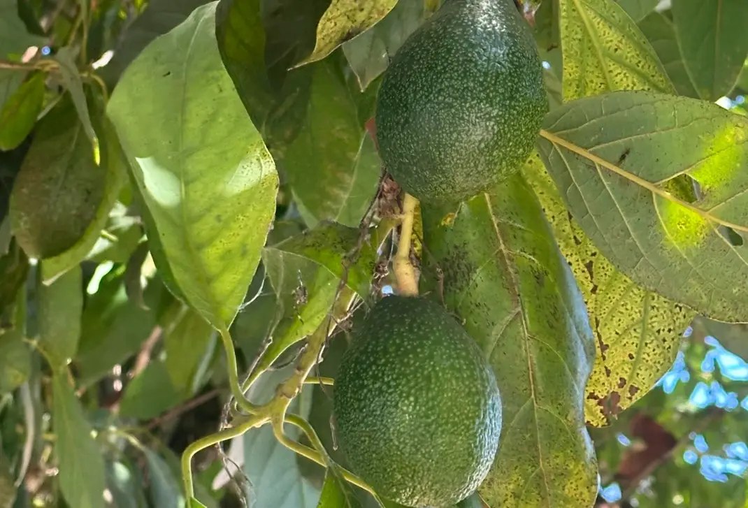 酪梨收成時間 酪梨收成時間
