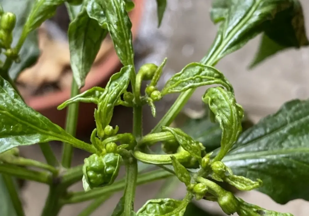 九層塔葉子皺皺怎麼辦