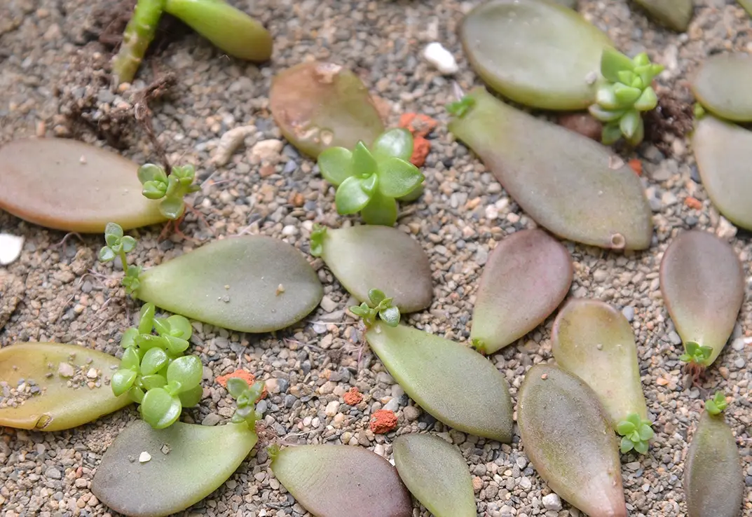 多肉植物繁殖方法