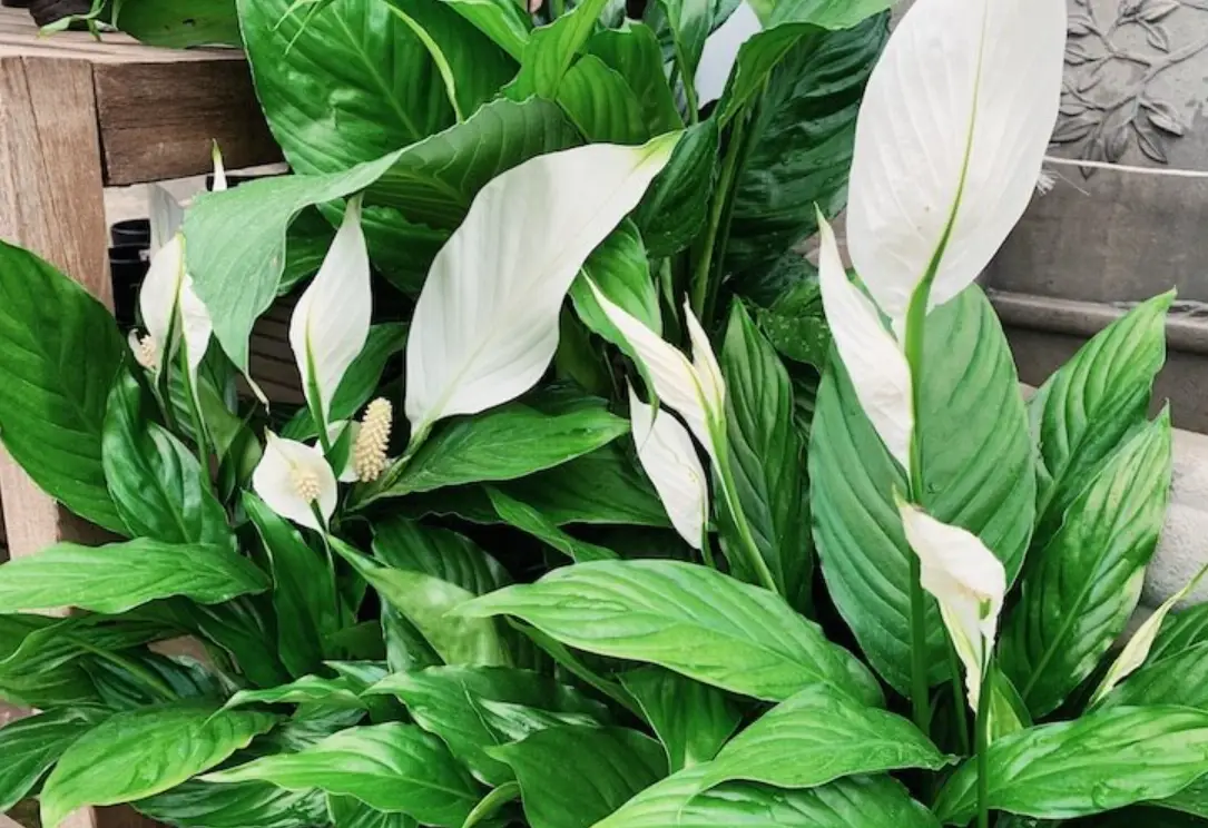 好養的室內植物