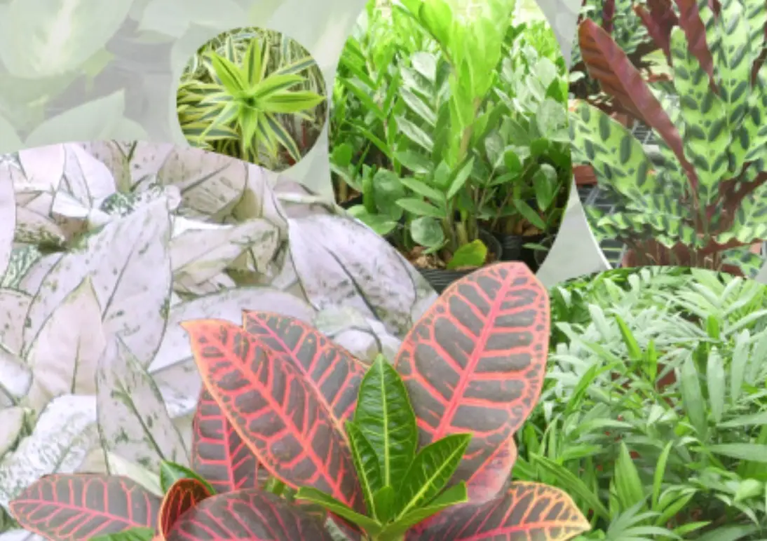 觀葉植物種類新手入門指南：熱門種類、挑選技巧與常見養護錯誤