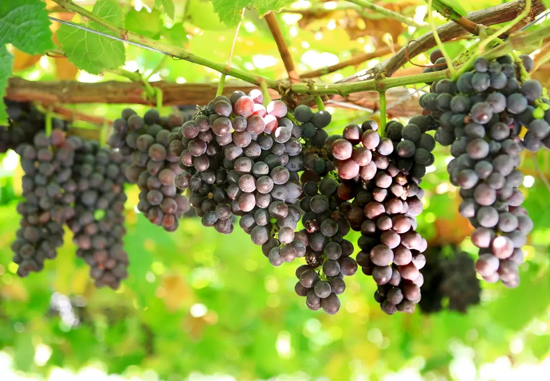 葡萄修剪技術 葡萄修剪技術