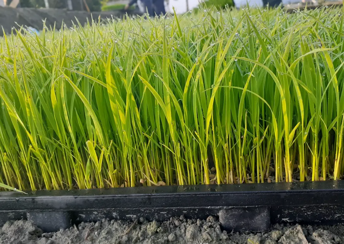 育苗床製作 育苗床製作