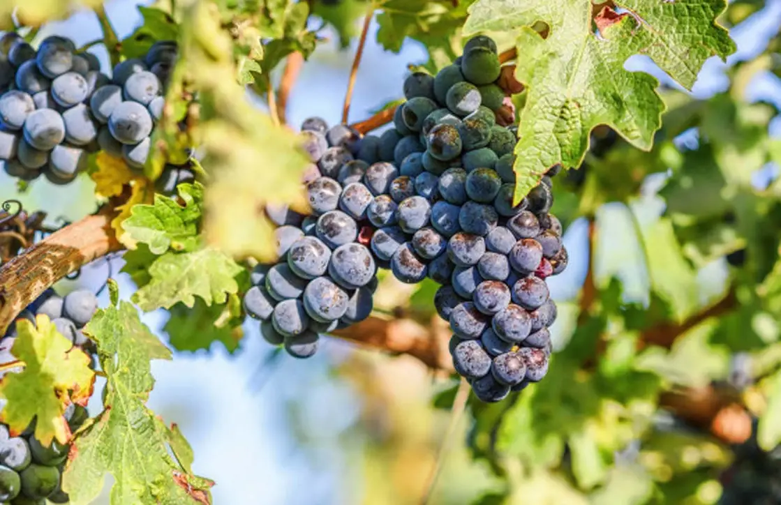 台灣葡萄品種 台灣葡萄品種