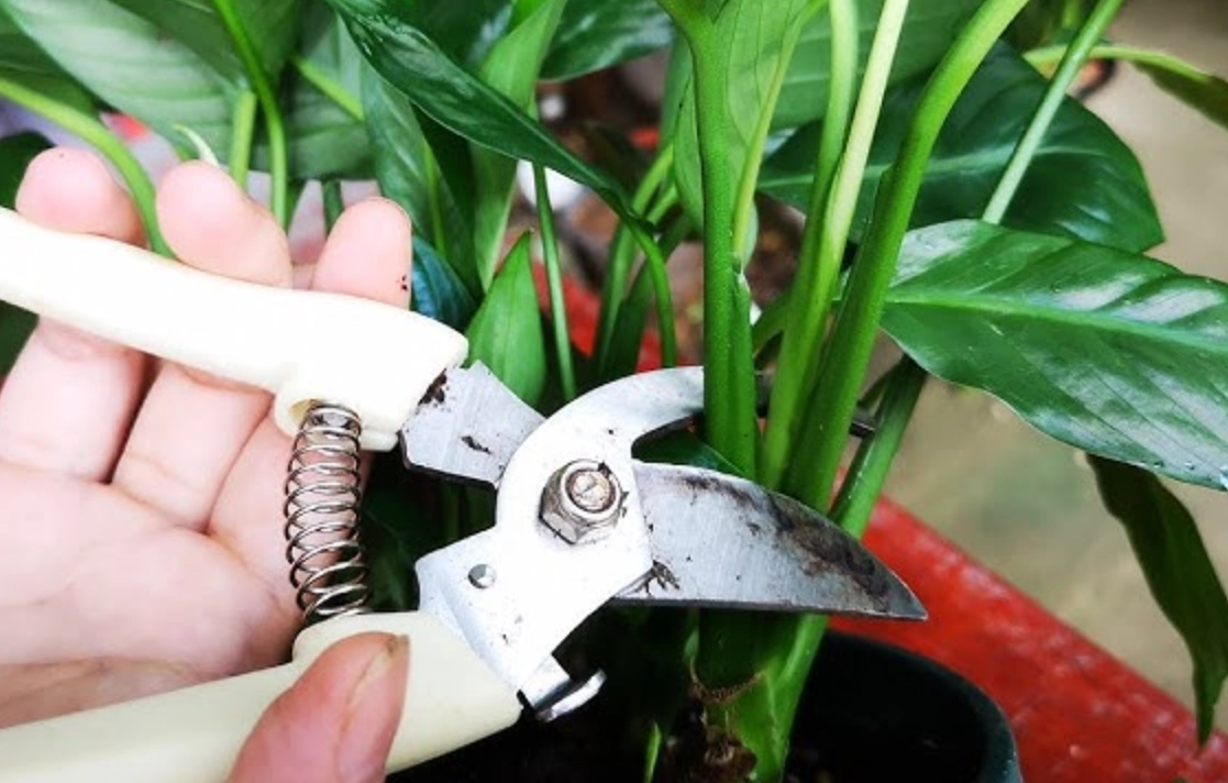 強剪植物注意事項