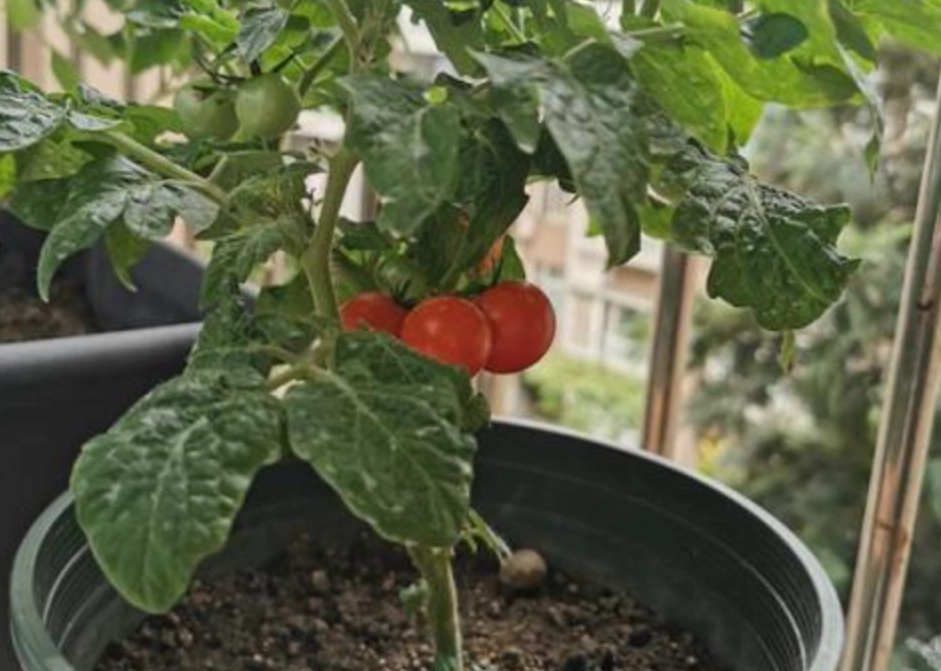 小番茄種植技巧