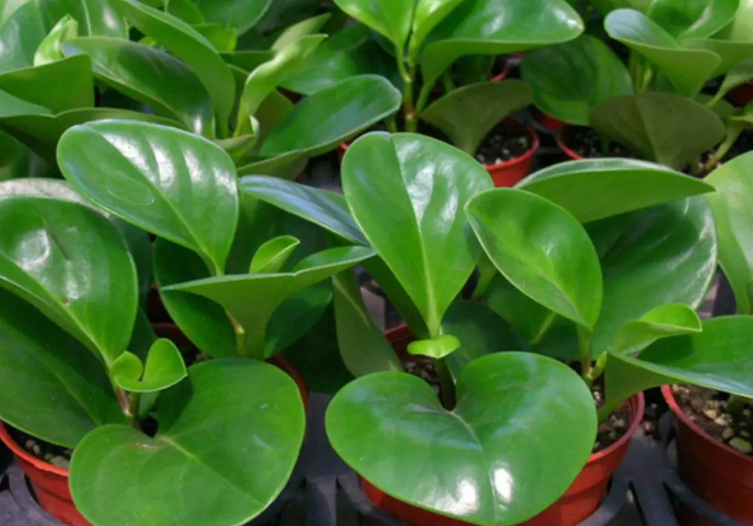 圓葉椒草照顧方法