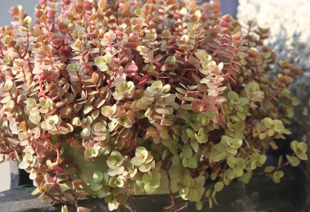 植物爆盆全攻略：從原理到實作，讓你的盆栽爆炸性生長