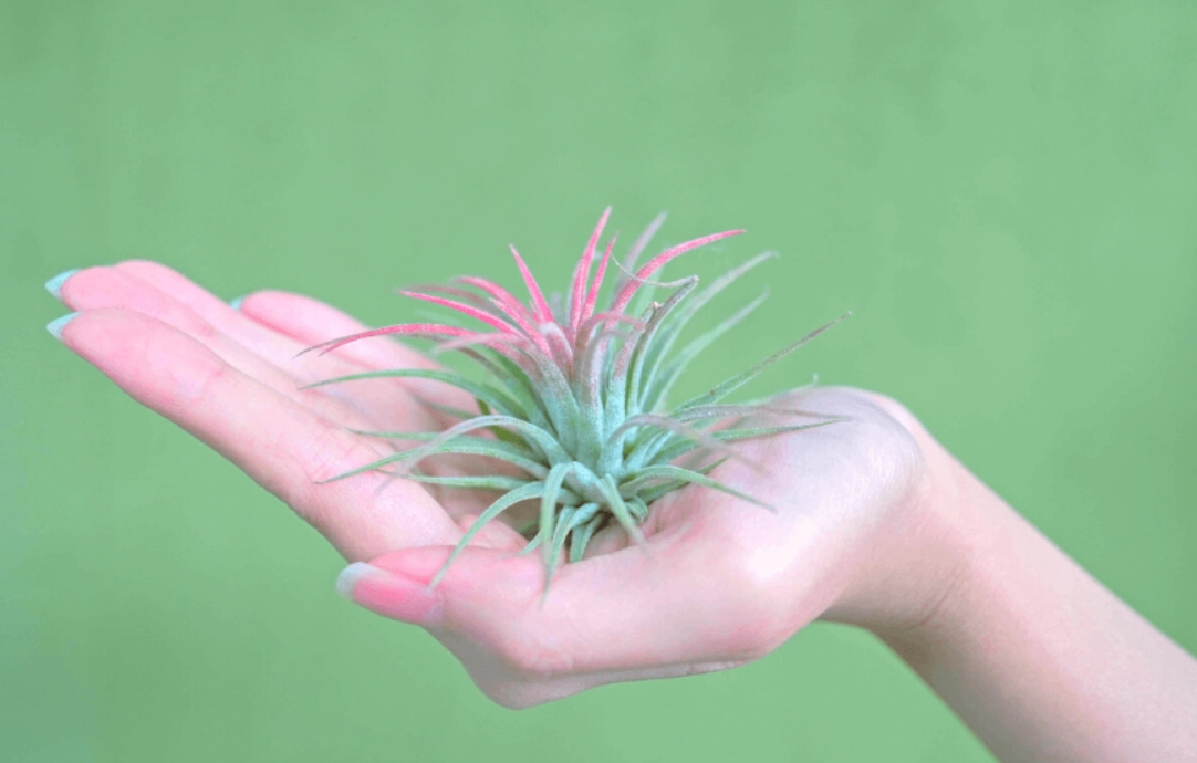 空氣鳳梨 寵物 安全